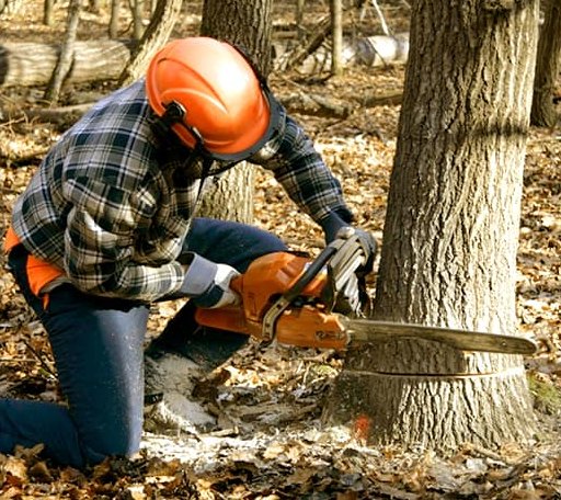 Tree Removal in Gibsonville, NC